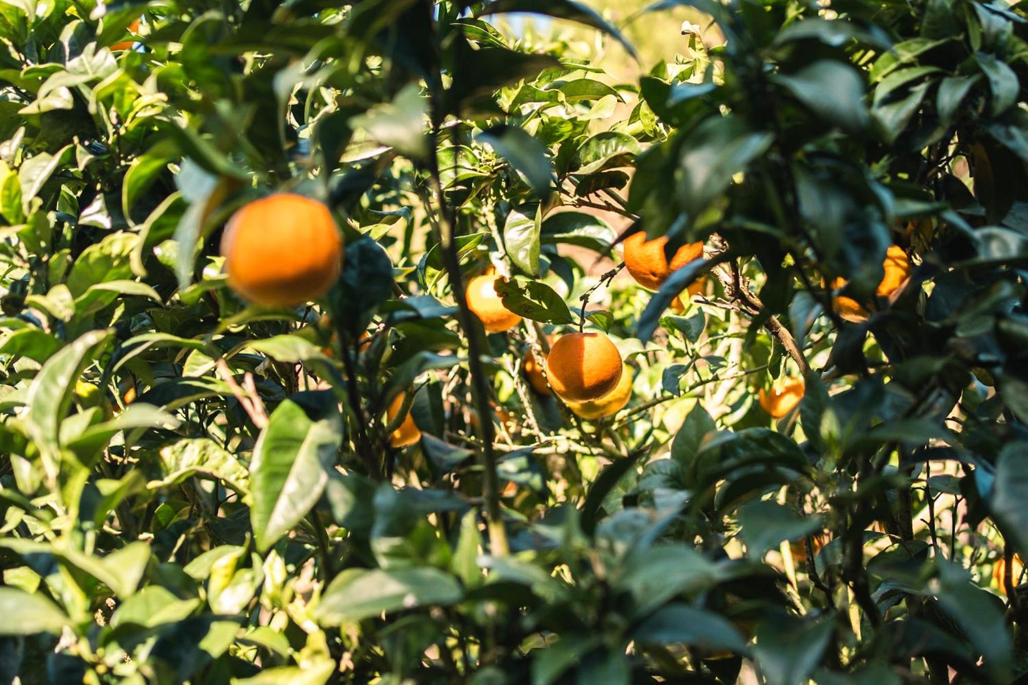 Santo Isidoro Quinta Raposeiros 아파트 외부 사진